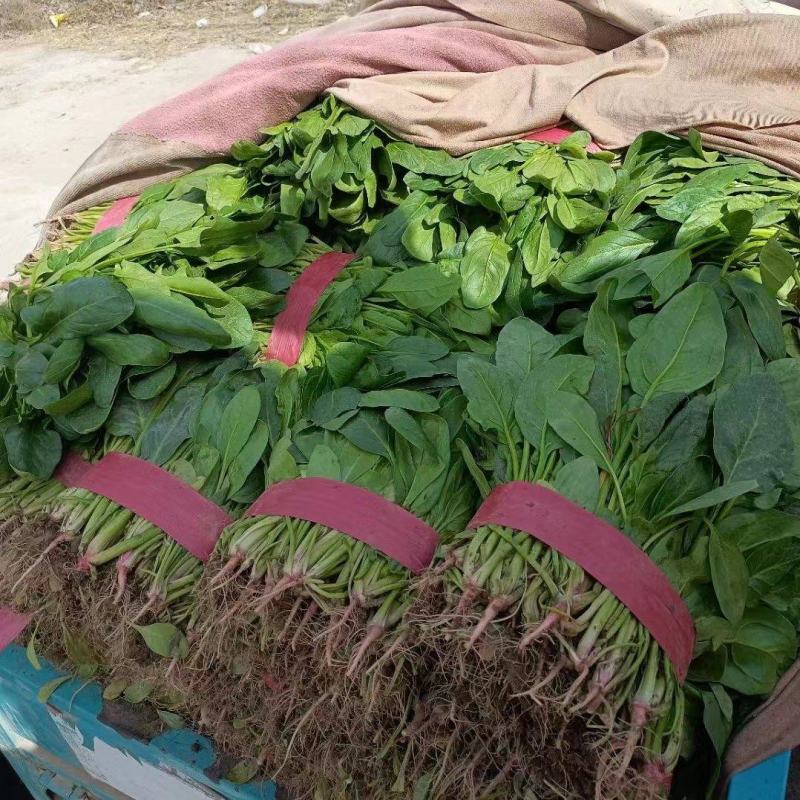 精品小叶菠菜大量上市欢迎各地客商超市电商来电