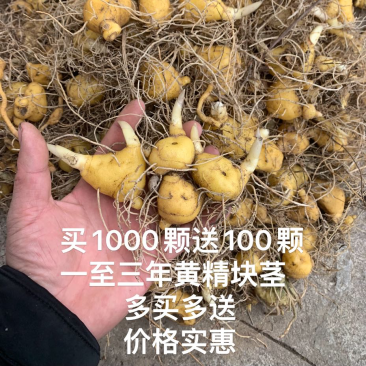 黄精苗多花姜型不倒苗鸡头黄精甜黄精块茎种苗