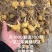 黄精苗多花姜型不倒苗鸡头黄精甜黄精块茎种苗