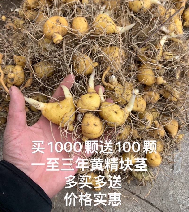 黄精苗多花姜型不倒苗鸡头黄精甜黄精块茎种苗