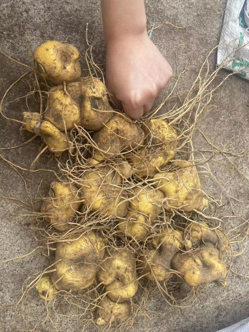 黄精苗多花姜型不倒苗鸡头黄精甜黄精块茎种苗