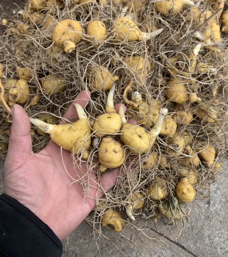 黄精苗多花姜型不倒苗鸡头黄精甜黄精块茎种苗