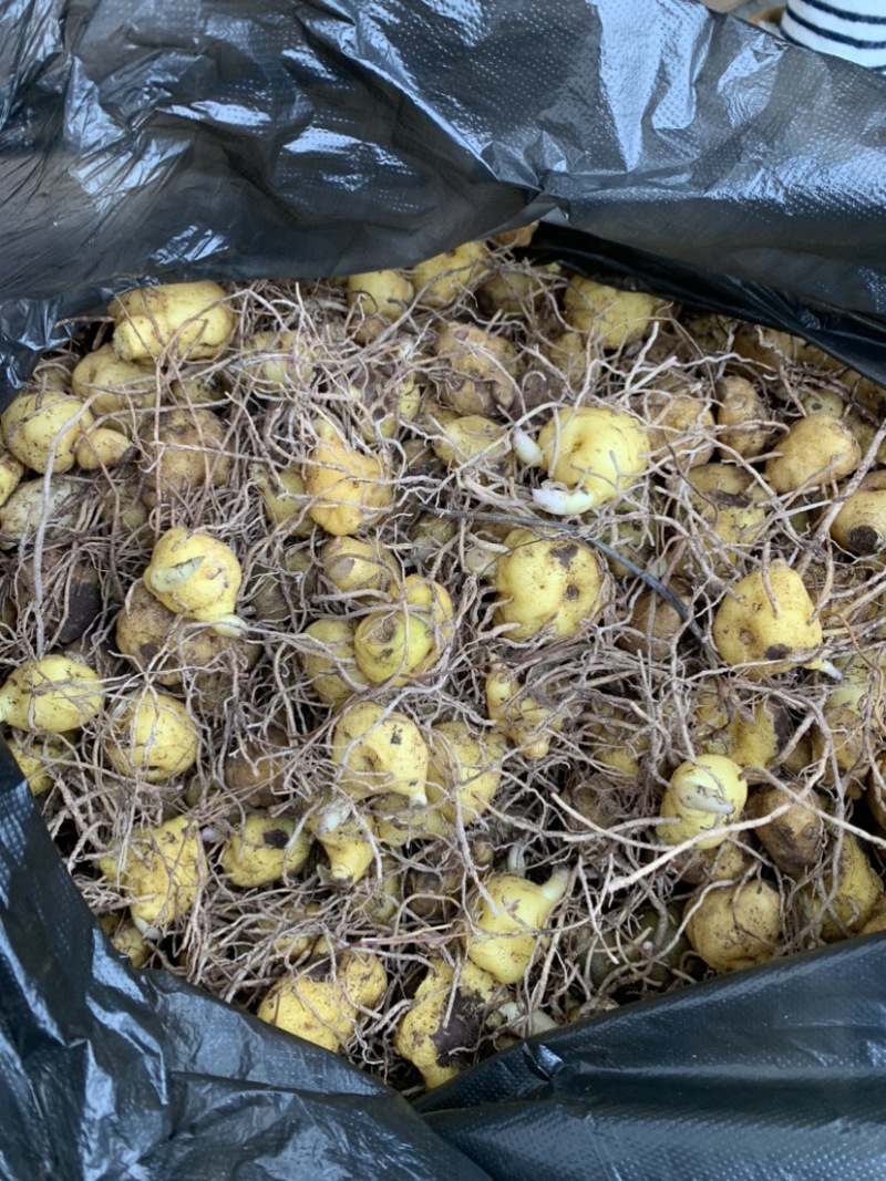 黄精苗多花姜型不倒苗鸡头黄精甜黄精块茎种苗