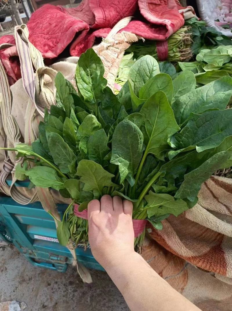 精品小叶菠菜大量上市欢迎各地客商超市电商来电