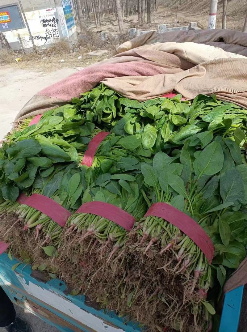 精品小叶菠菜大量上市欢迎各地客商超市电商来电