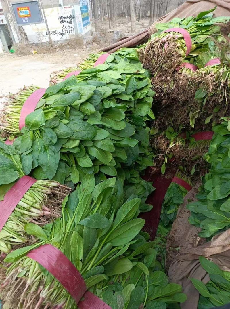 精品小叶菠菜大量上市欢迎各地客商超市电商来电