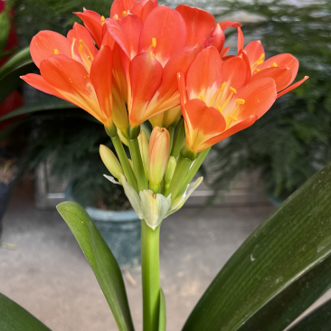 开花君子兰，基地批发，有需要的客户联系我