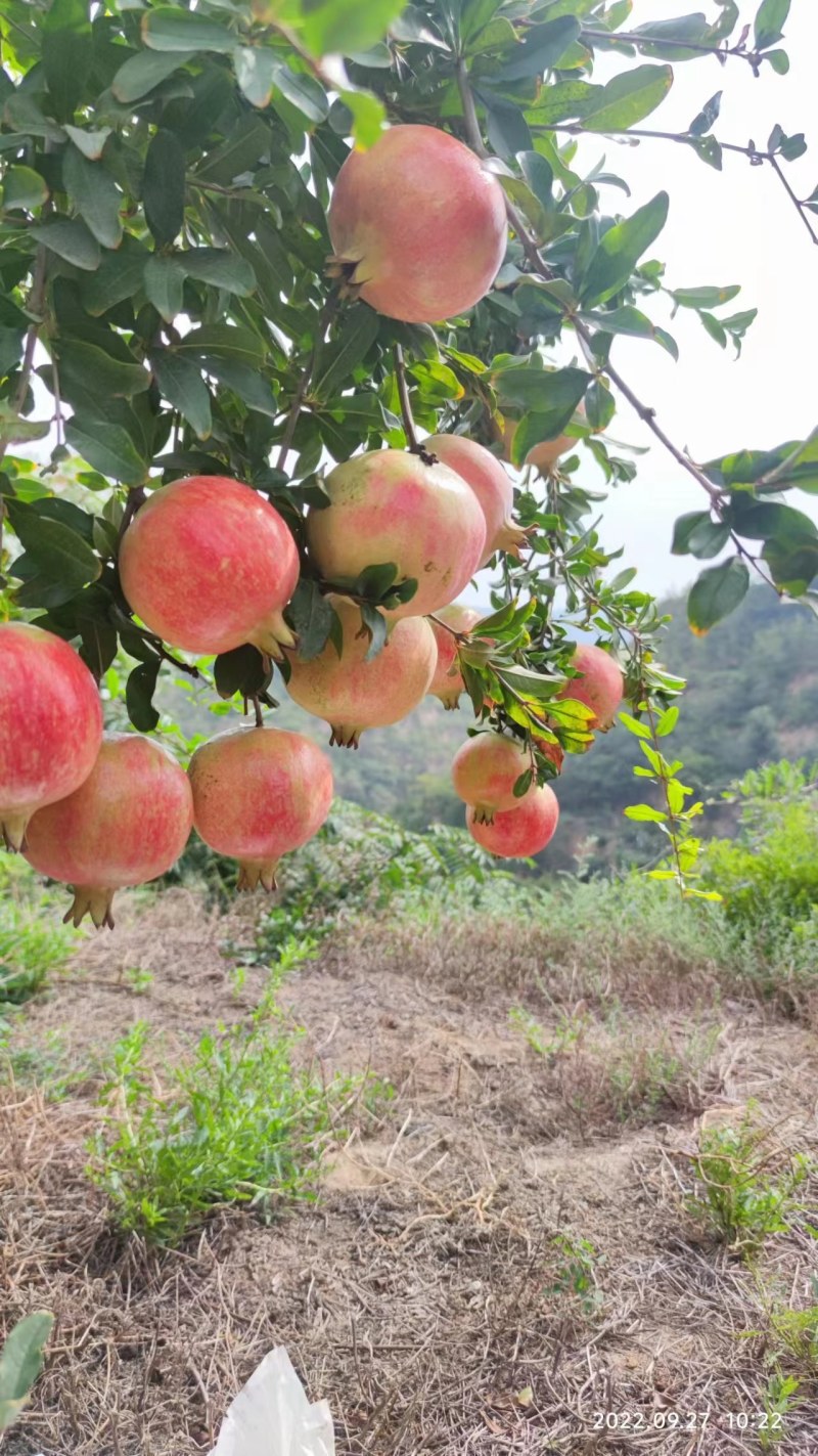 热卖突尼斯软籽石榴苗一年二年三年五年，新品慕乐，玛丽斯。