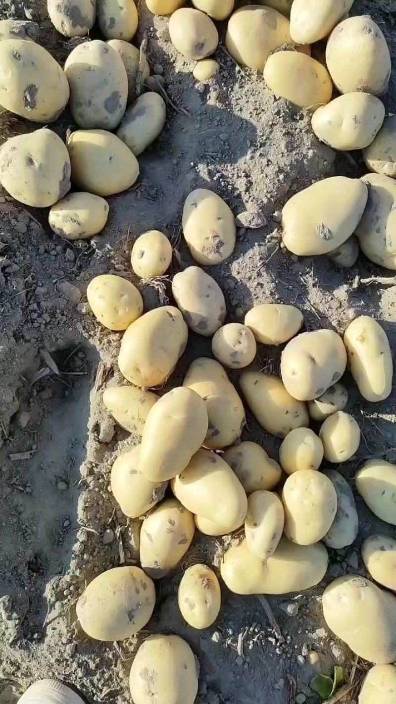 甘肃临洮沃土黄心黄皮，丽薯陆续上市，欢迎客户实地考察合作