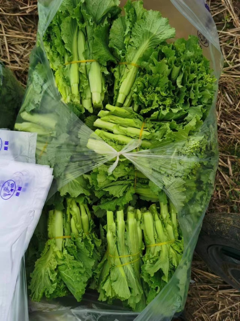 本地青口白菜苔
