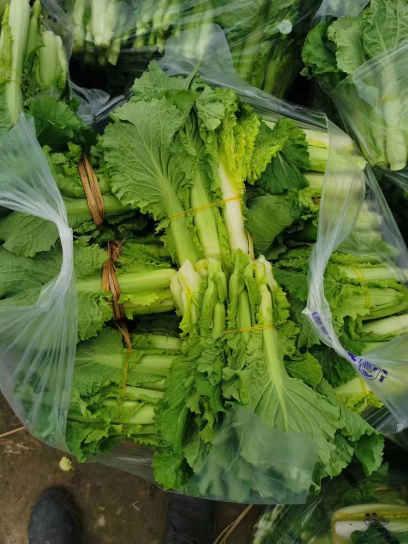 本地青口白菜苔