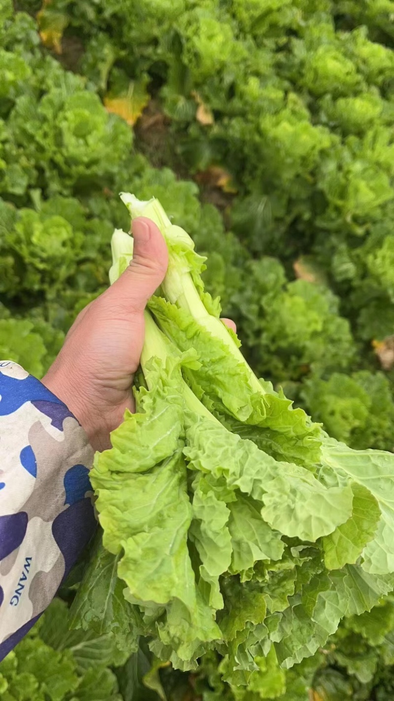 本地青口白菜苔