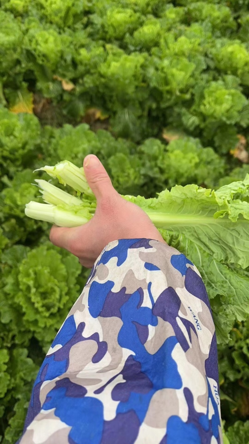 本地青口白菜苔