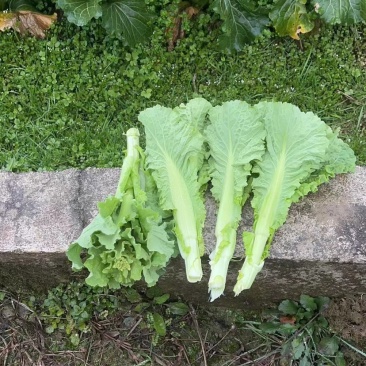 本地青口白菜苔