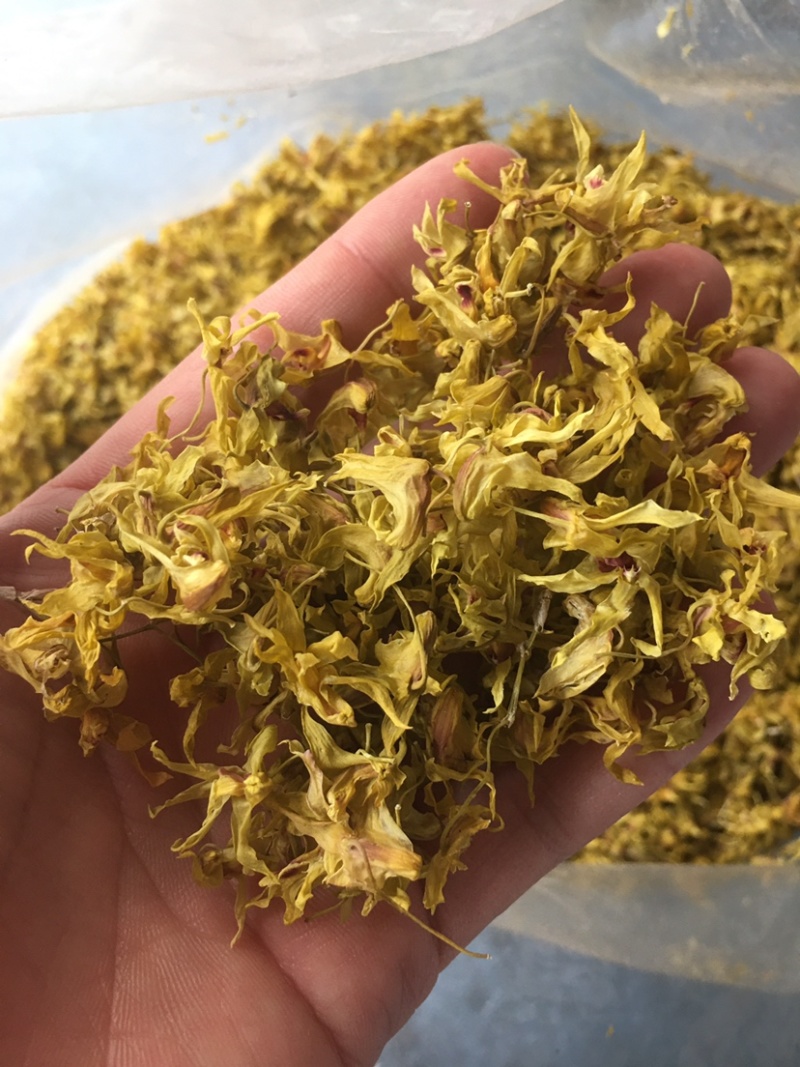 云南铁皮石斛石斛条石斛枫斗石斛花产地货源