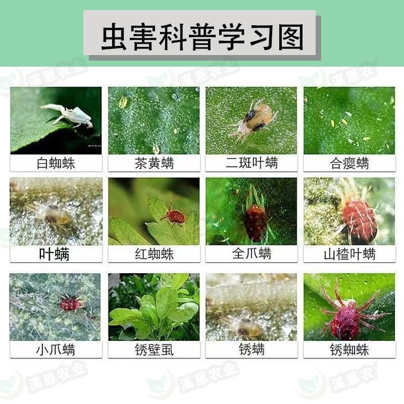 21%阿维螺螨酯红蜘蛛专用药永农卫满柑橘苹果花卉杀螨剂