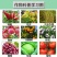 21%阿维螺螨酯红蜘蛛专用药永农卫满柑橘苹果花卉杀螨剂