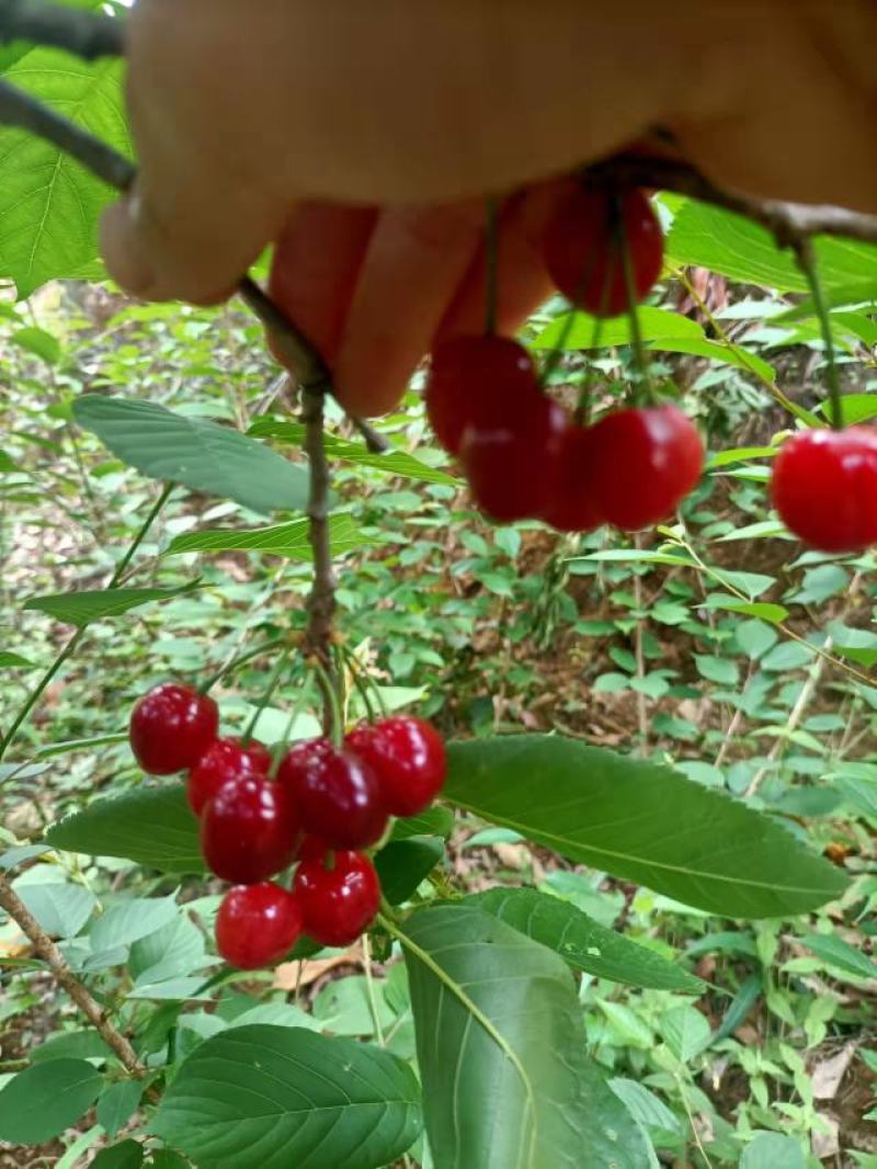 果园转让是山坡台地需要平地的勿扰