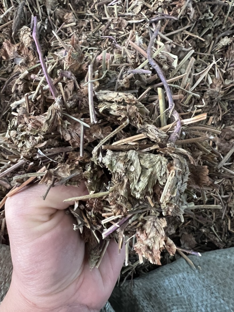 夏枯草今年新货广西无硫野生原生态草