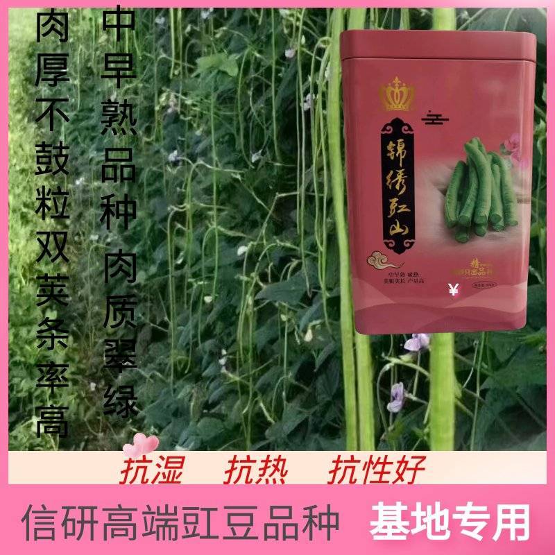信研锦绣豇山豇豆种子中早熟耐寒耐热翠绿条长豆角种子