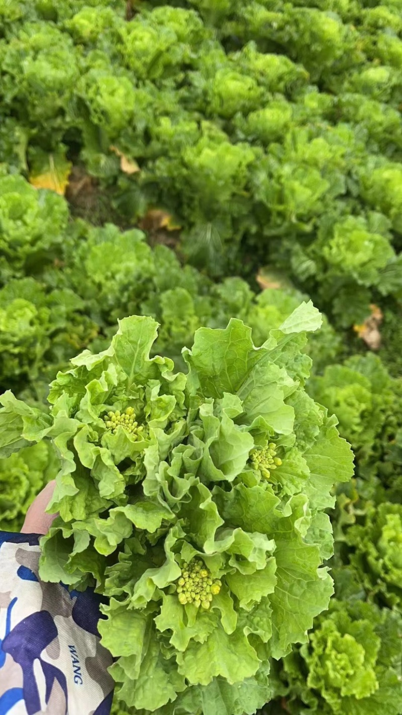 青口白菜苔
