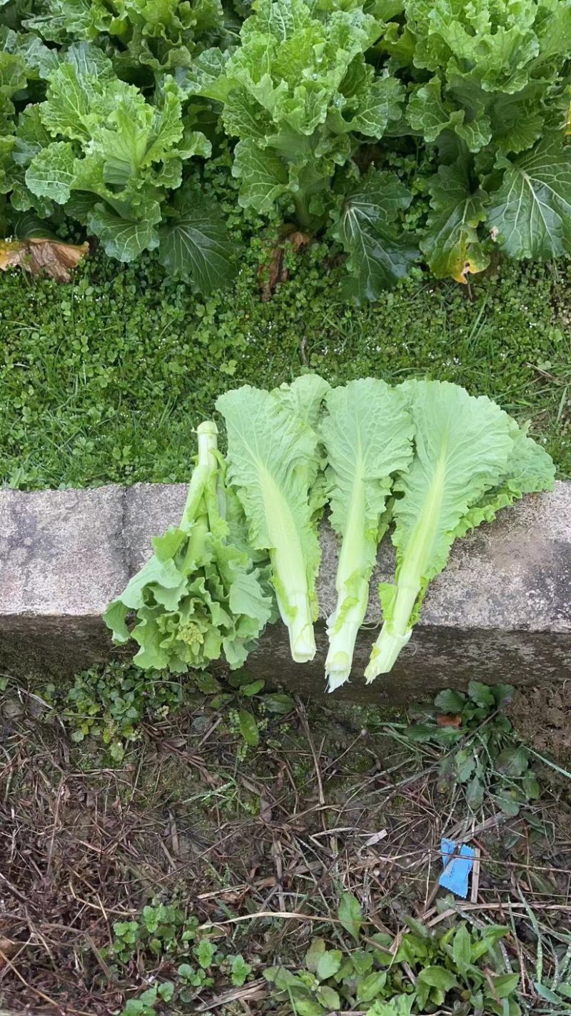 青口白菜苔