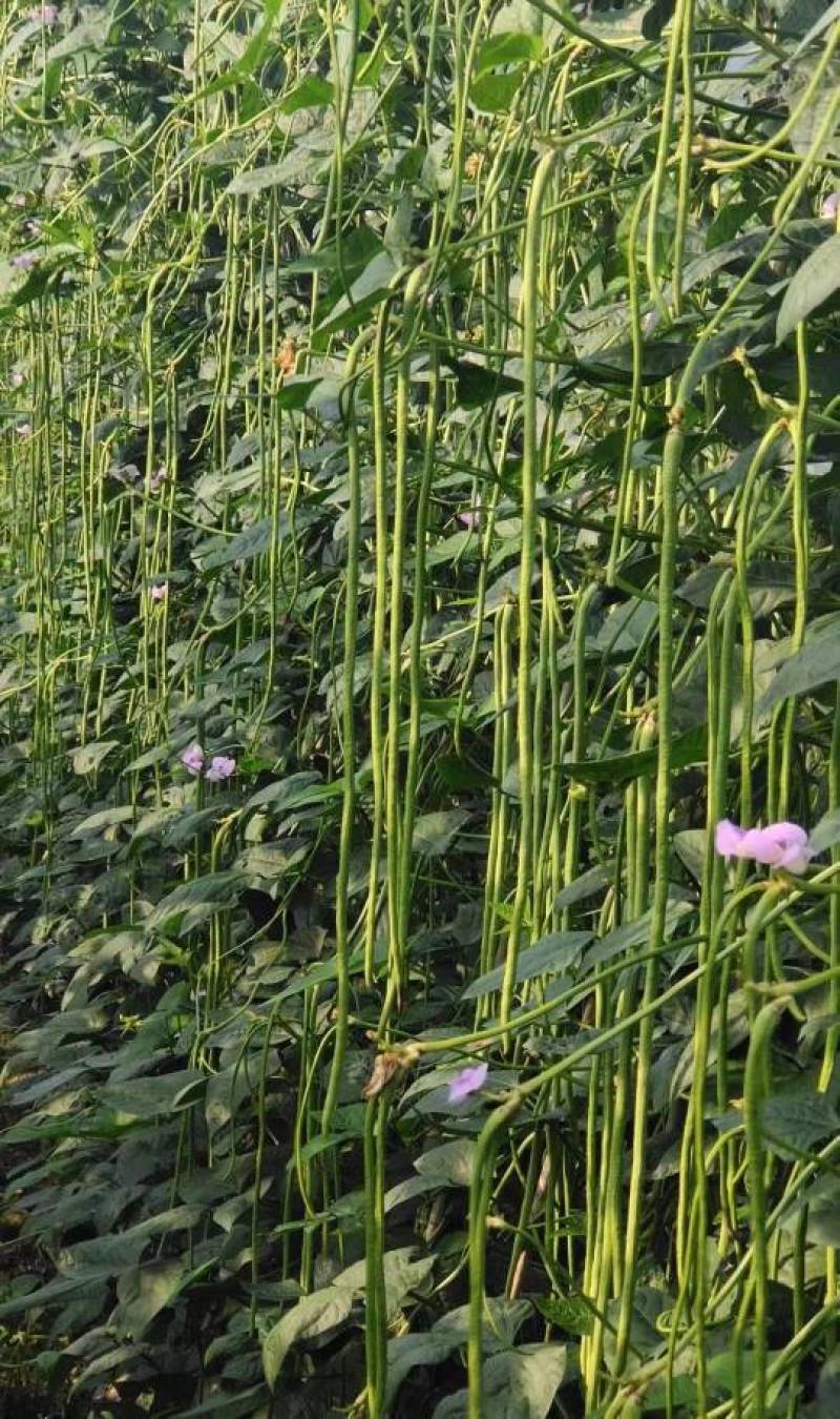 信研锦绣豇山豇豆种子中早熟耐寒耐热翠绿条长豆角种子