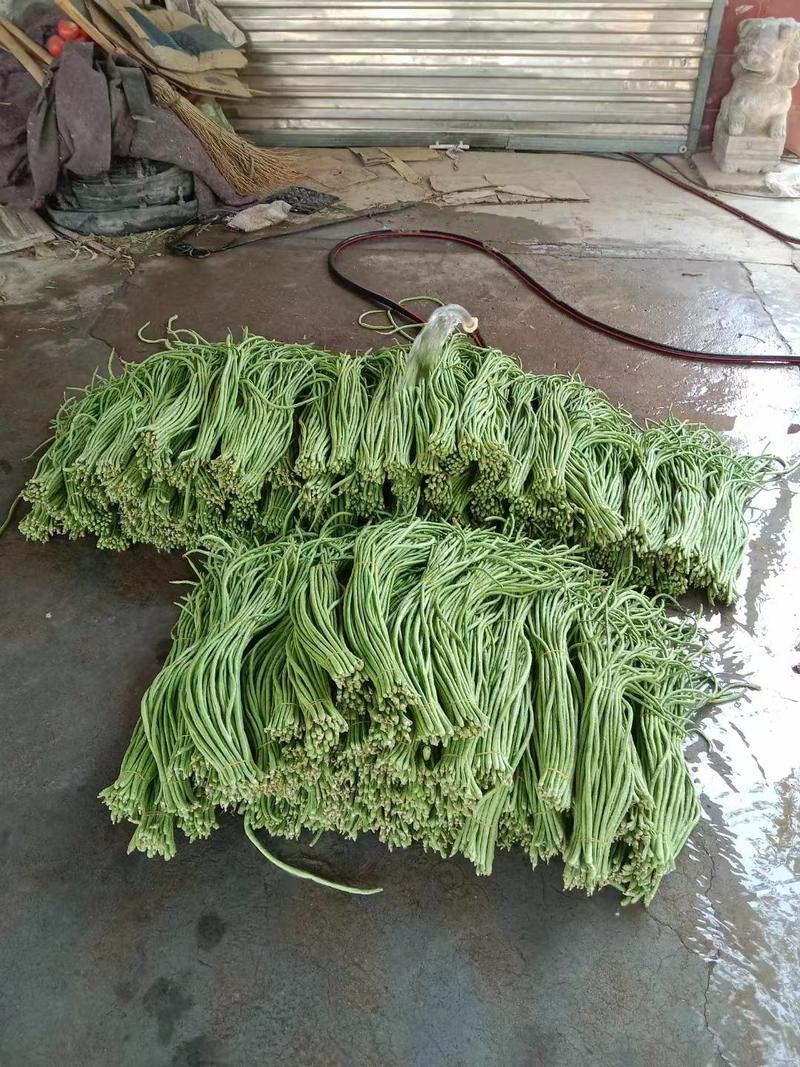 信研锦绣豇山豇豆种子中早熟耐寒耐热翠绿条长豆角种子