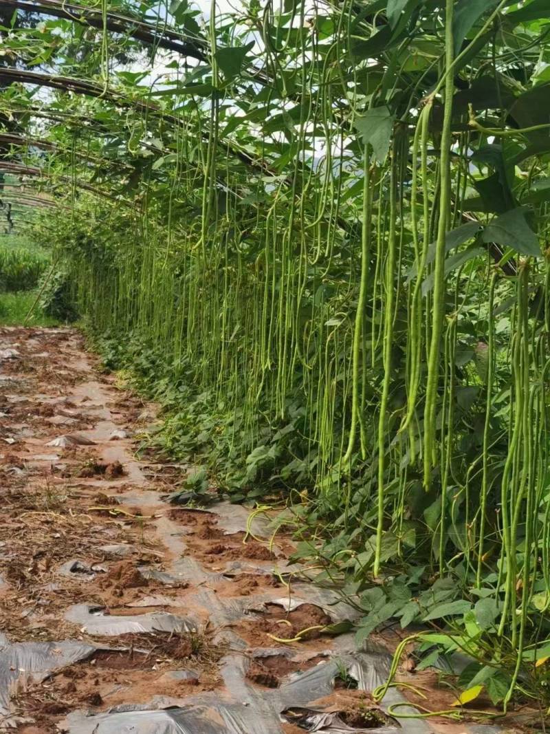 信研锦绣豇山豇豆种子中早熟耐寒耐热翠绿条长豆角种子