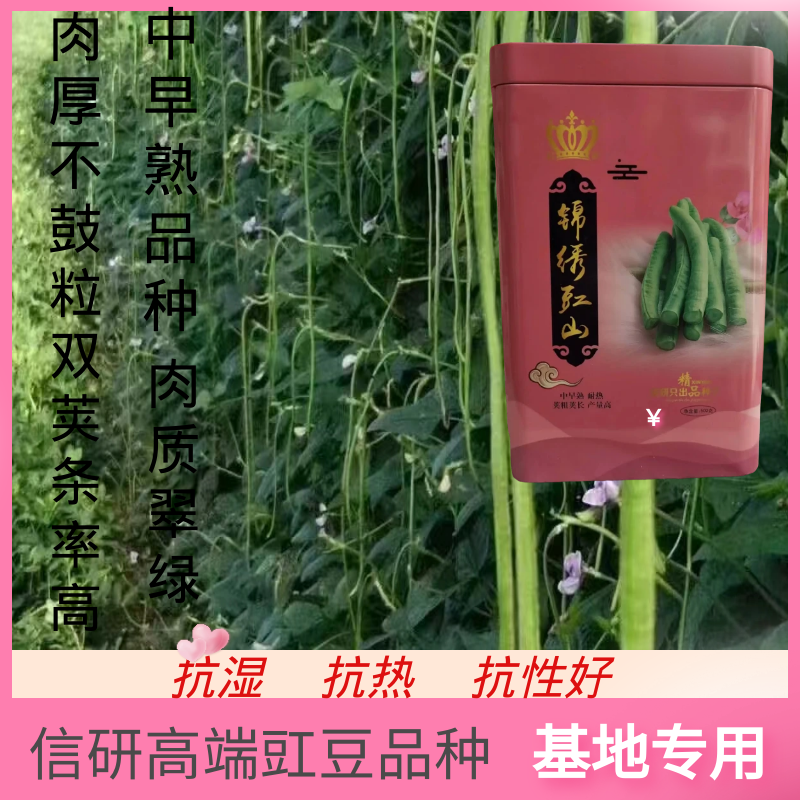 信研锦绣豇山豇豆种子中早熟耐寒耐热翠绿条长豆角种子