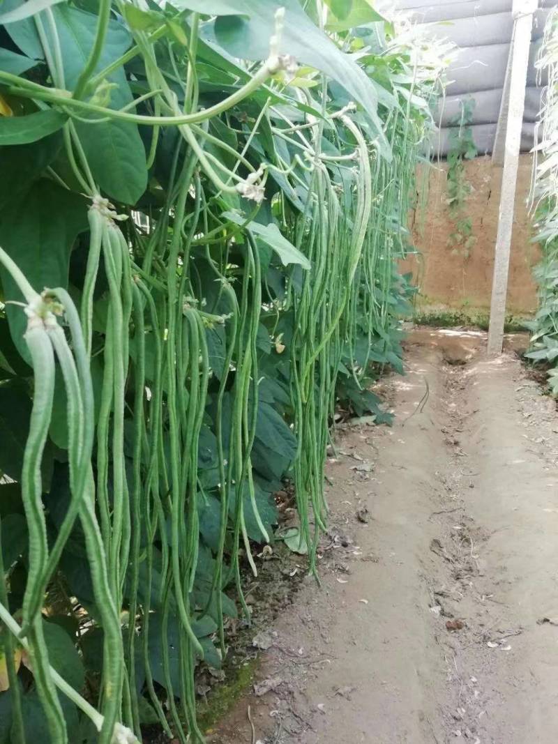 信研锦绣豇山豇豆种子中早熟耐寒耐热翠绿条长豆角种子