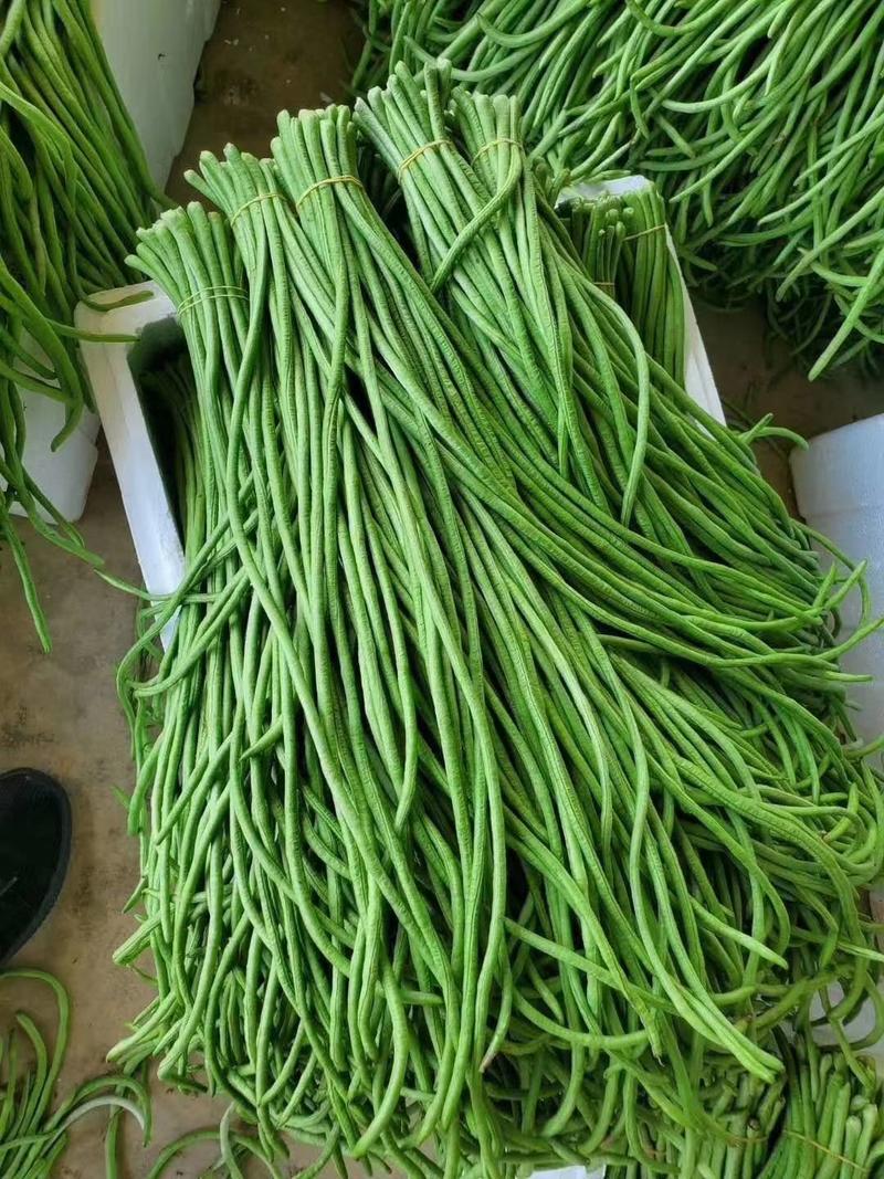 信研锦绣豇山豇豆种子中早熟耐寒耐热翠绿条长豆角种子