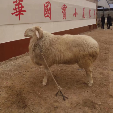 纯种小尾寒羊羊羔种公羊怀孕大母羊随意挑选全国可发货教技术