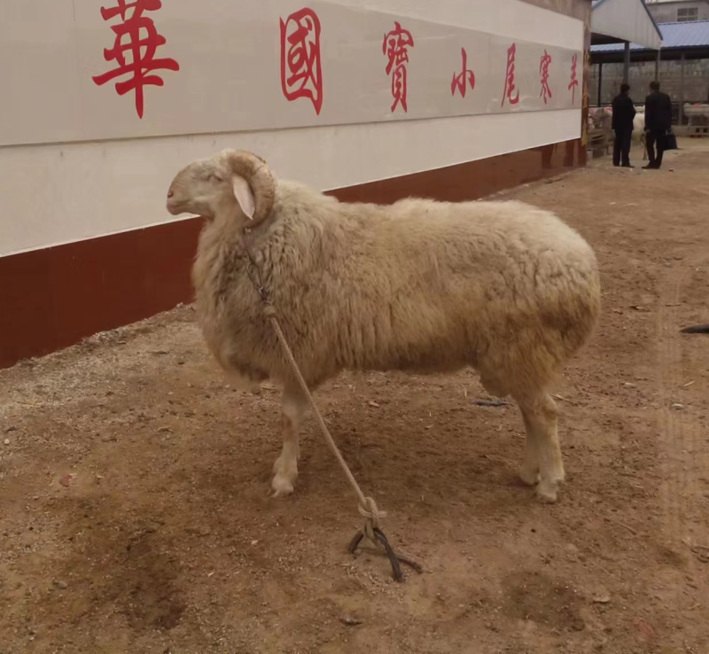 纯种小尾寒羊羊羔种公羊怀孕大母羊随意挑选全国可发货教技术