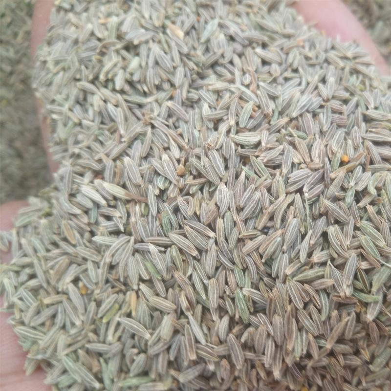 新疆孜然颗粒半颗粒细粉精品烧烤料吐鲁番孜然