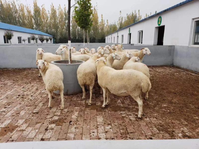 纯种小尾寒羊羊羔种公羊怀孕大母羊随意挑选全国可发货教技术