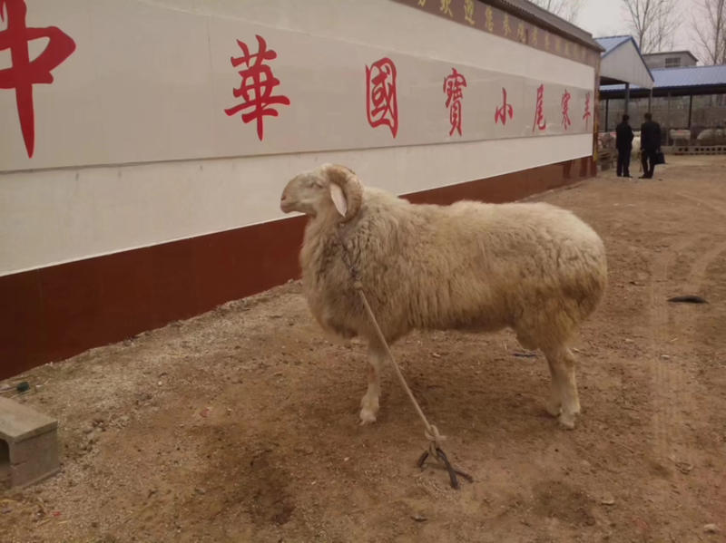 纯种小尾寒羊羊羔种公羊怀孕大母羊随意挑选全国可发货教技术