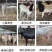 纯种小尾寒羊羊羔种公羊怀孕大母羊随意挑选全国可发货教技术