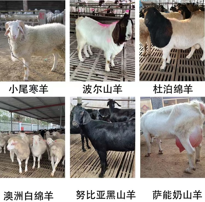 纯种小尾寒羊羊羔种公羊怀孕大母羊随意挑选全国可发货教技术