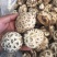 花菇白花菇精品花菇产地直发！品质好价格低包邮！