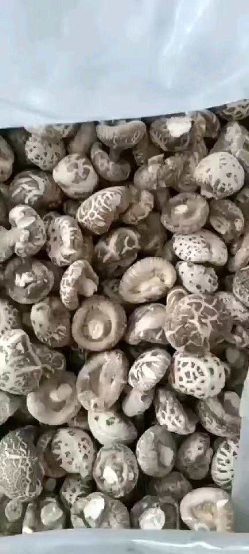 花菇白花菇精品花菇产地直发！品质好价格低包邮！