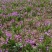四川白芨苗基地直发质量保证，基地直供欢迎咨询采购