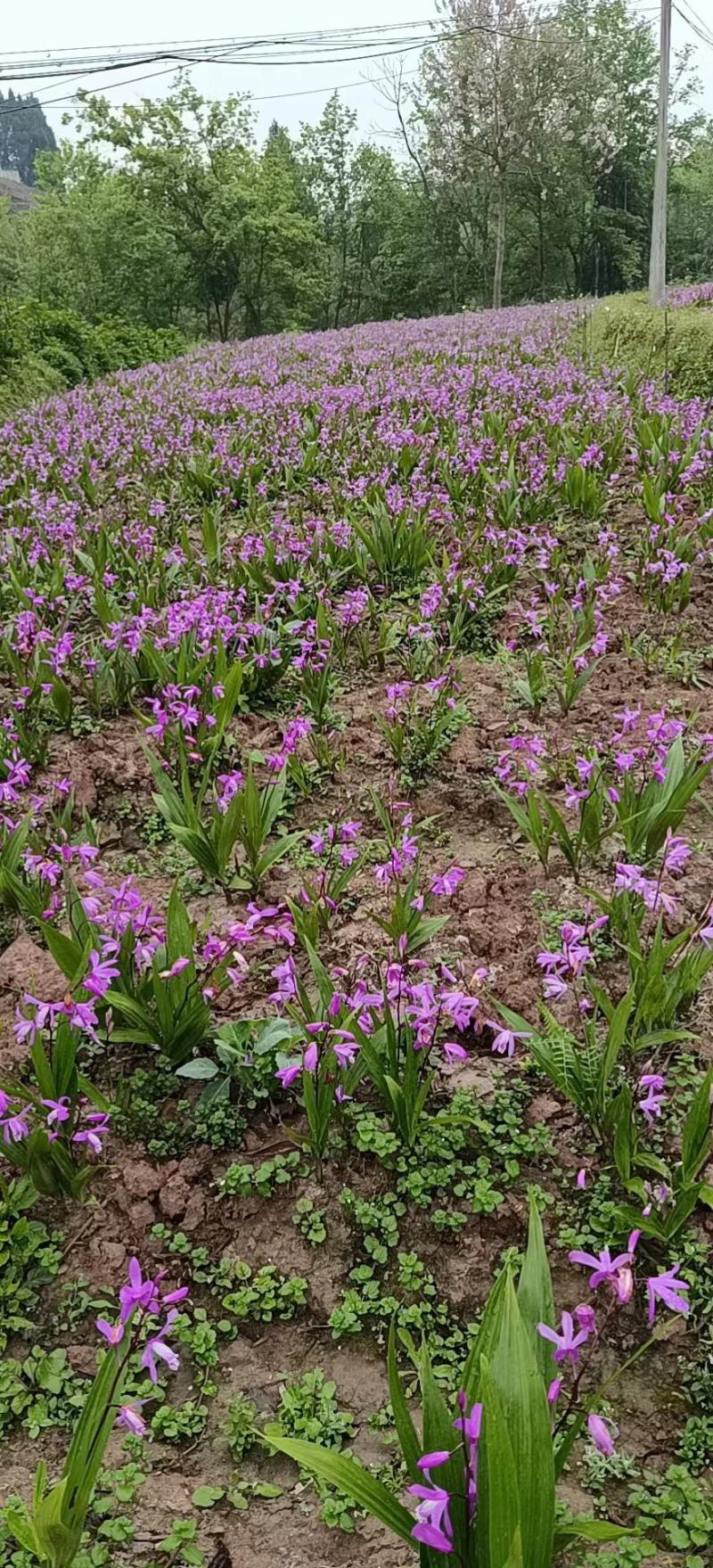 四川白芨苗基地直发质量保证，基地直供欢迎咨询采购