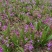 四川白芨苗基地直发质量保证，基地直供欢迎咨询采购