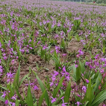 四川白芨苗基地直发质量保证，基地直供欢迎咨询采购
