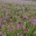 四川白芨苗基地直发质量保证，基地直供欢迎咨询采购
