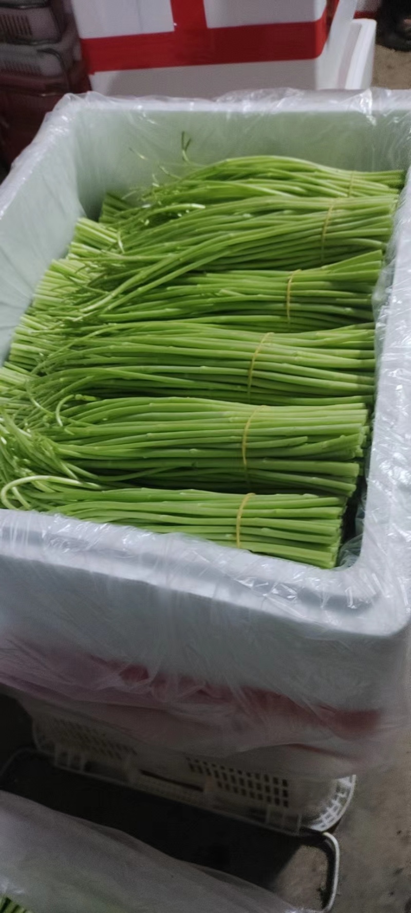 云南高品质芦蒿