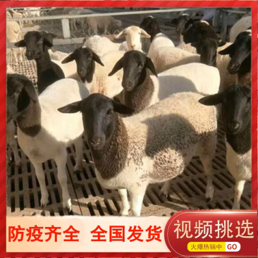 黑头杜波绵羊怀孕母羊纯种种公羊包运输包技术澳洲白绵羊羊羔