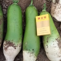 精品青萝卜