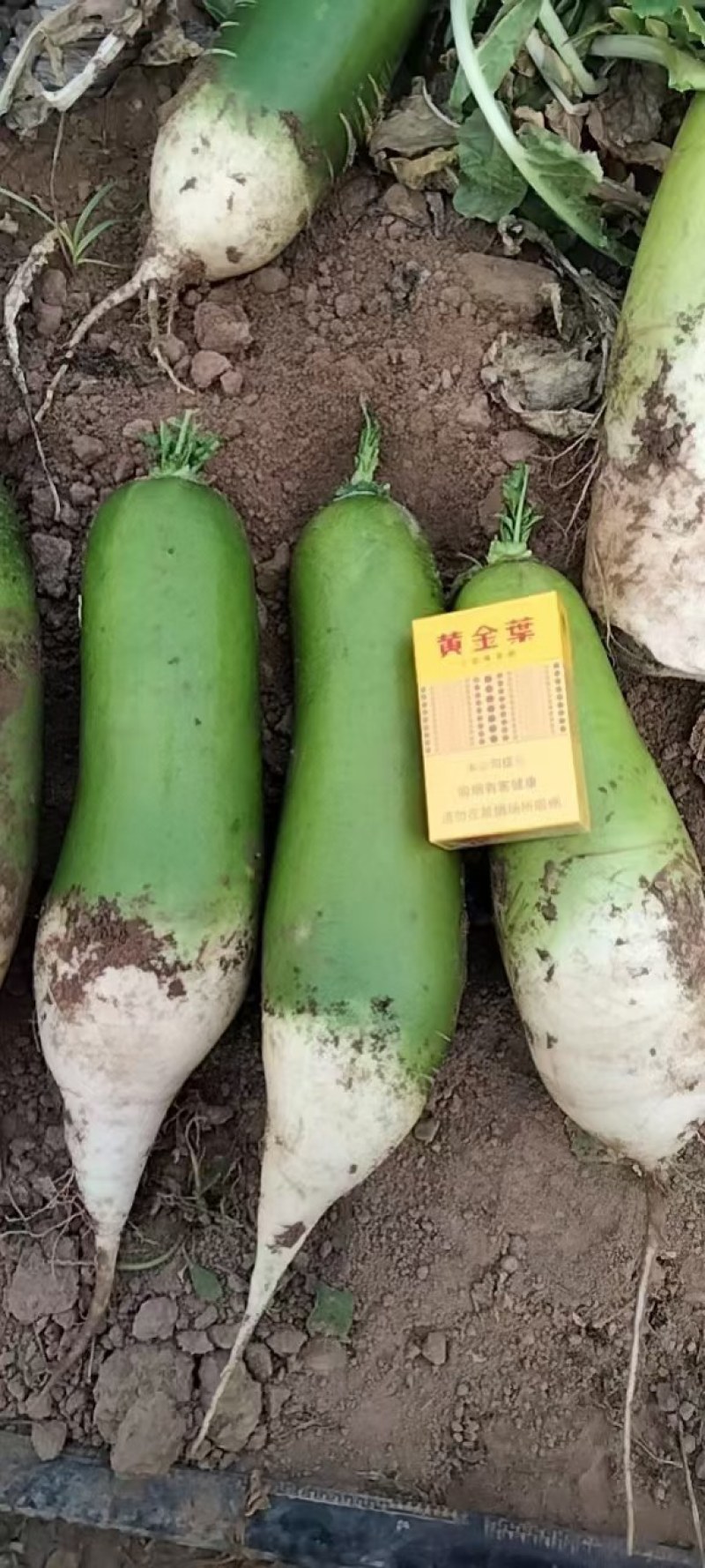 精品青萝卜